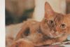 Whiskas Katze - 2004