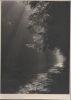 Breiter Bach im Wald - 1955