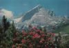 Alpspitze - mit Alpenrosen - ca. 1975