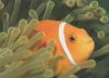 gelber Fisch - 2004