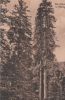 Braunlage - Hohegeiss - Dicke Tannen - ca. 1955