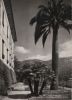 Italien - Isola Madre - La piu grande Palma d Italia - ca. 1960