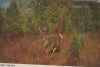 USA - Hayward - White Tail Deer - ca. 1975
