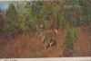USA - Hayward - White Tail Deer - ca. 1975