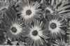 Mittagsblume Vierergruppe