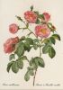 Rosa mollissima blühend