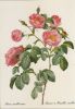 Rosa mollissima blühend