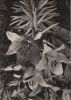 Zum Geburtstag Blumen