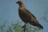 Preview image: Savannenbussard Paraguay Savannenbussard Paraguay