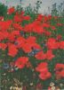Klatschmohn Kornblumen