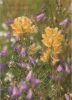 Blumenwiese Blüten