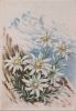 Blumen im Gebirge