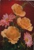 Van Harte Beterschap Rosen