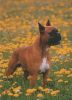 Hund auf Bluemnwiese