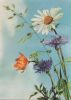 Blumen blühend