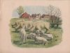 Schafe auf Wiese