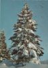 Herzliche Weihnachtsgrüße Baum unter Schnee
