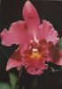 BLC Cynde Fujino Sonderstempel
