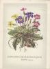 Preview image: Sinnspruch mit Blumen Sinnspruch mit Blumen