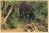 Spanien - Spanien - Regenwald - Gomera?