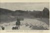 Neuseeland - Neuseeland - sheep droving scene