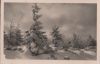Nadelbäume im Schnee - ca. 1955