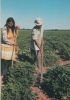 Paraguay - Filadelfia - Indigenas en su chacra - ca. 1980