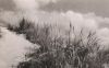 St. Peter-Ording - Dünengras - 1957