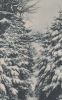 Goslar - Harz im Winter - Hahnenklee Promenadenweg - ca. 1955