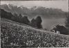 Schweiz - Montreux - Champ de Narcisses - ca. 1965