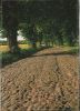Preview image: Steiniger Weg zwischen Bäumen - 2002 Steiniger Weg zwischen Bäumen - 2002