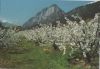 Österreich - Tirol - Frühling - ca. 1980
