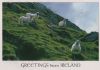 Irland - Sonstiges - Schafe - 2013