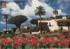 Spanien - Teneriffa - Tausendjähriger Drachenbaum - 2002