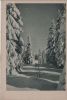 Skispuren im Nadelwald - ca. 1955